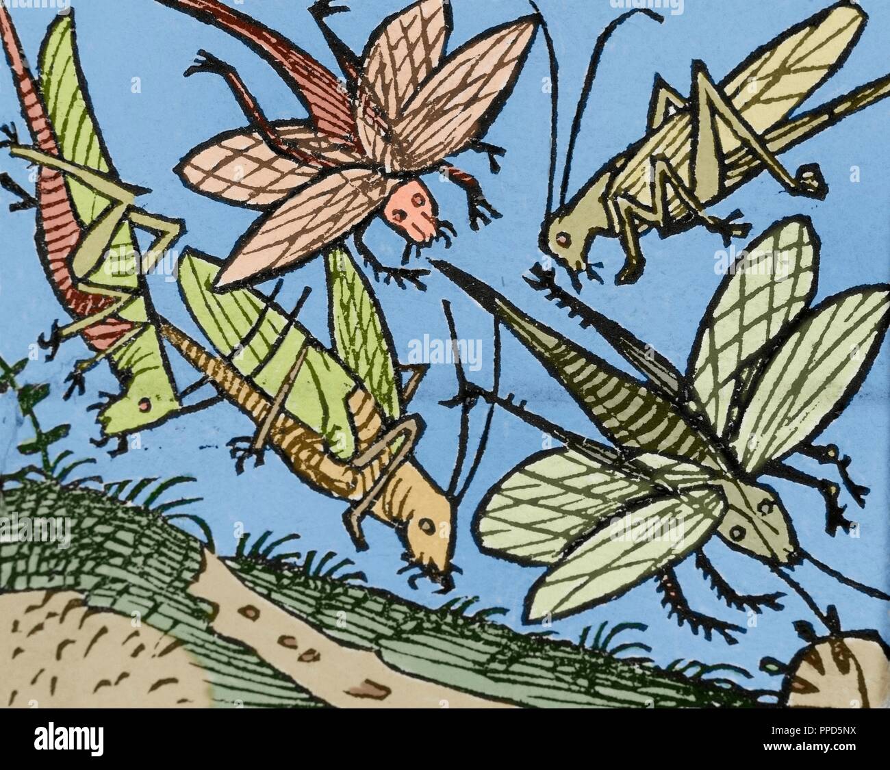 Il Vecchio Testamento. Piaghe d'Egitto. Flagello delle cavallette. Incisione del XVI secolo. Colorati. Foto Stock