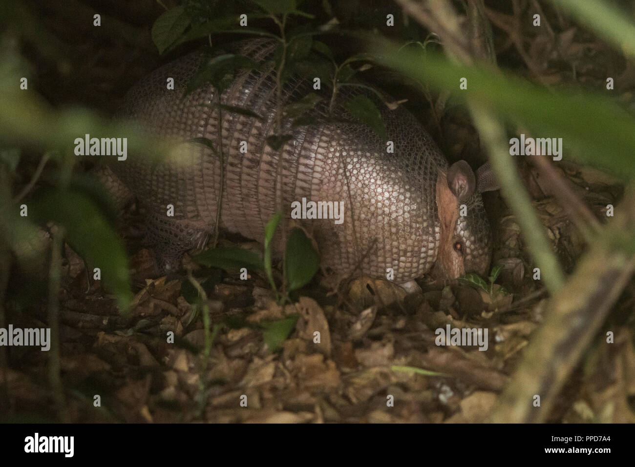 Un armadillo gigante (Priodontes maximus) a scavare nella figliata di foglia di notte nella foresta pluviale peruviana. Foto Stock