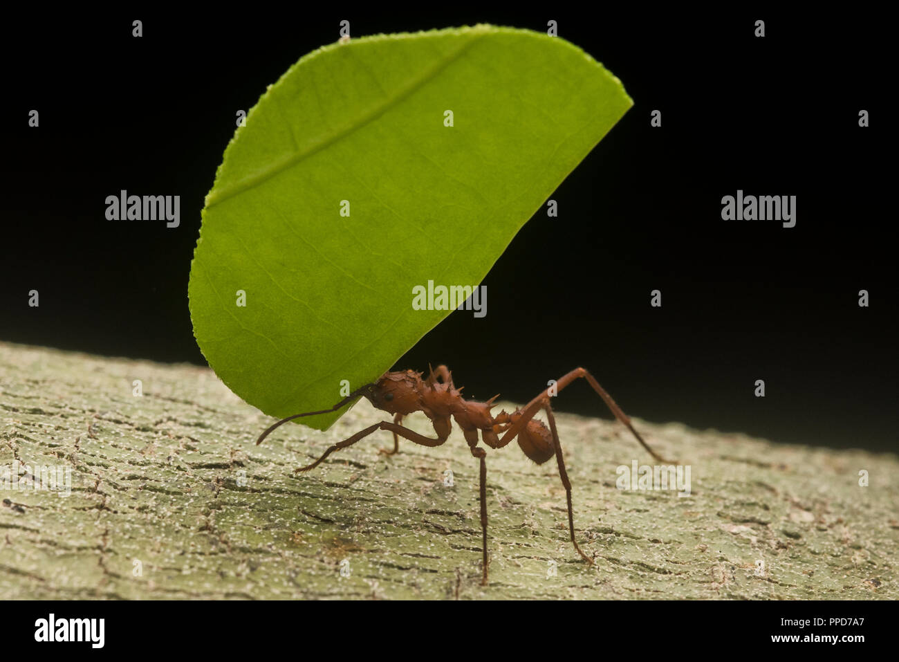 Una foglia di taglio (ant atta cephalotes) il trasporto di un segmento di taglio di una foglia torna al suo nido nella foresta amazzonica. Foto Stock