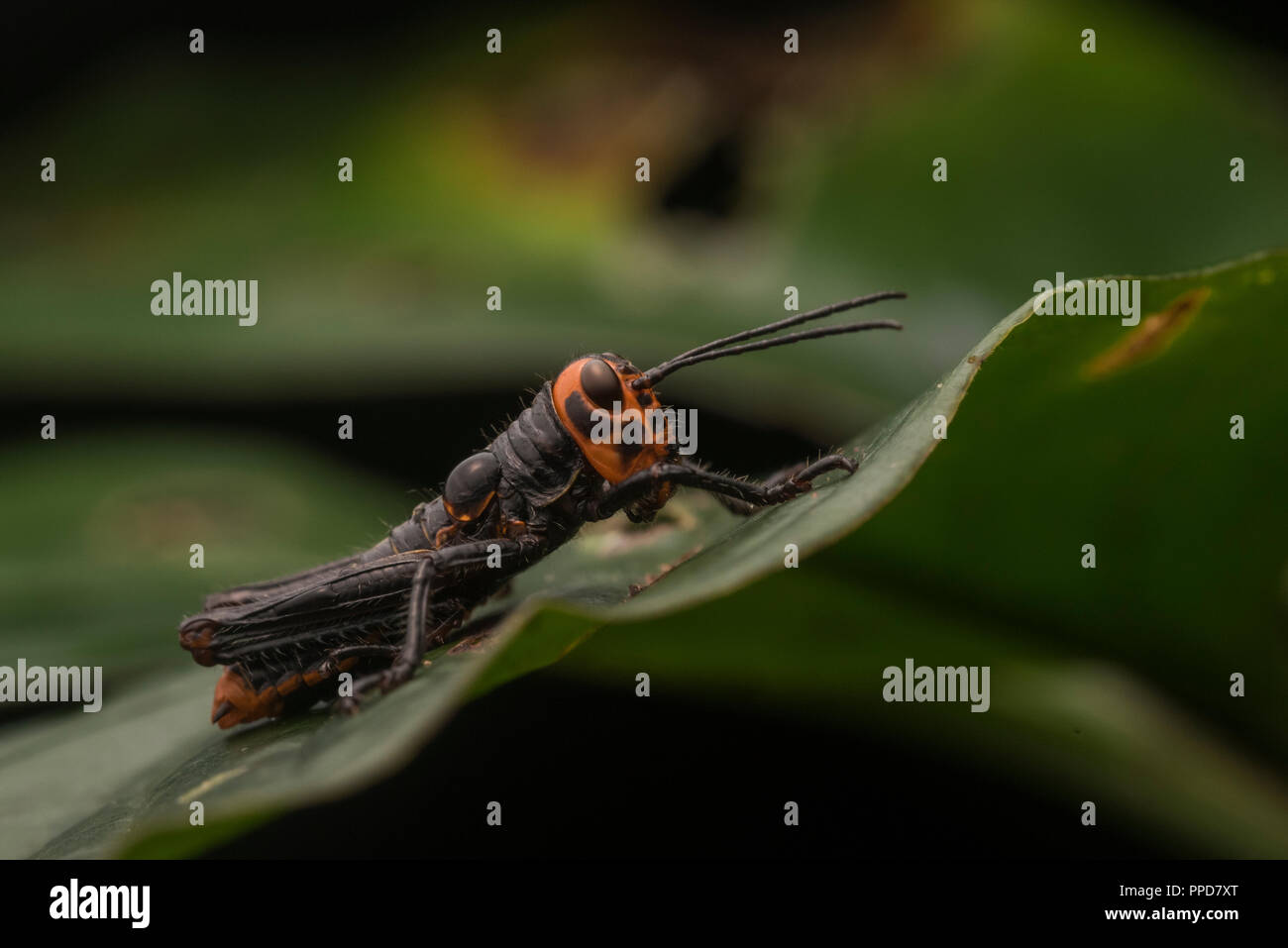 Un colorato luminosamente grasshopper ninfa dalla foresta amazzonica, i colori potrebbero significare la sua tossicità e distastefulness a predatori. Foto Stock