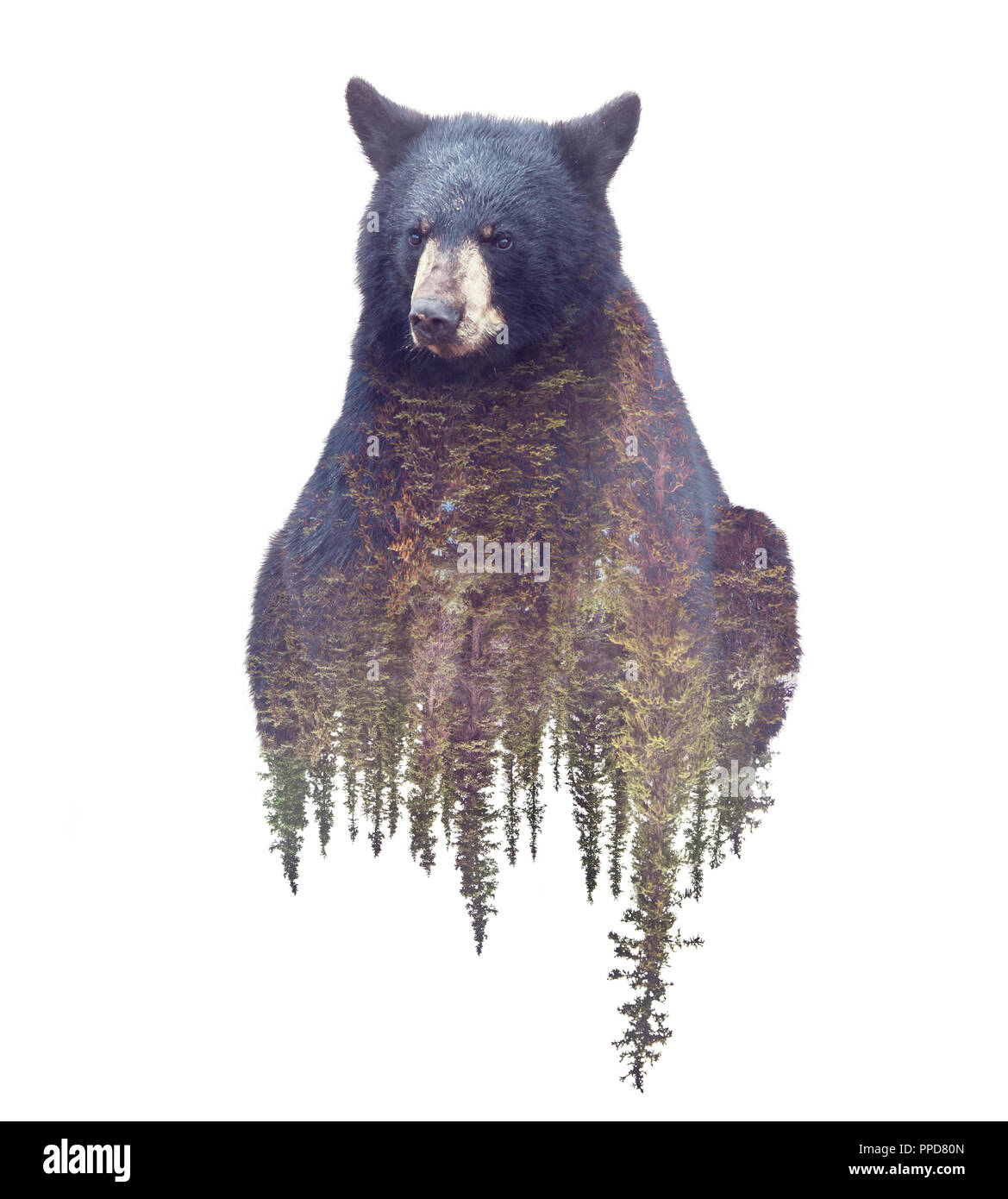 Orso e foresta. Acquerello doppia esposizione effetto su sfondo bianco Foto Stock