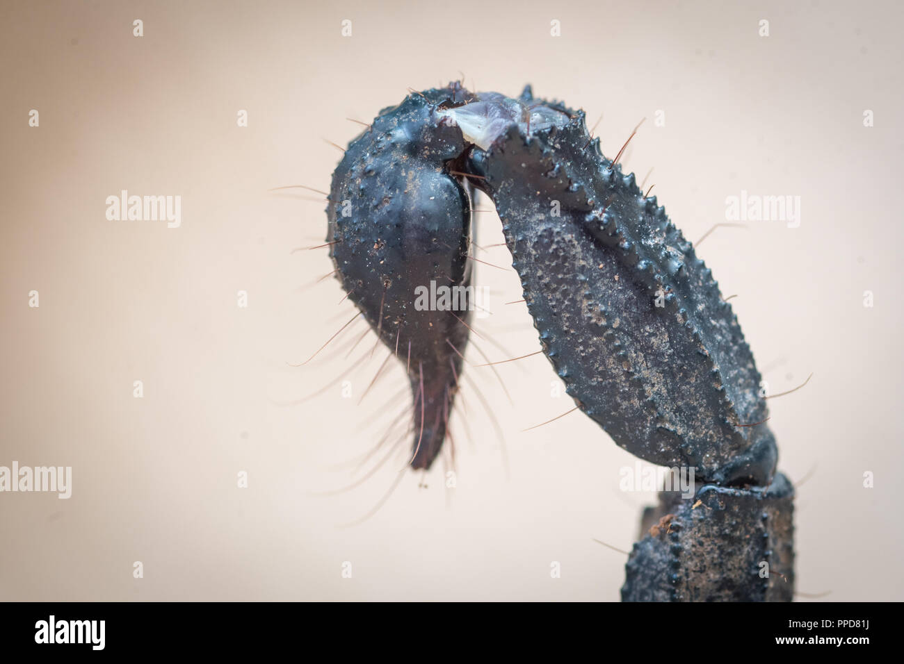 Blu foresta asiatica Scorpion (Heterometrus spinifer) Foto Stock