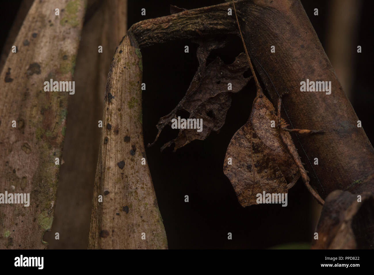 Un katydid rimane al sicuro da convincente che mimano una foglia morta nella foresta amazzonica. Foto Stock