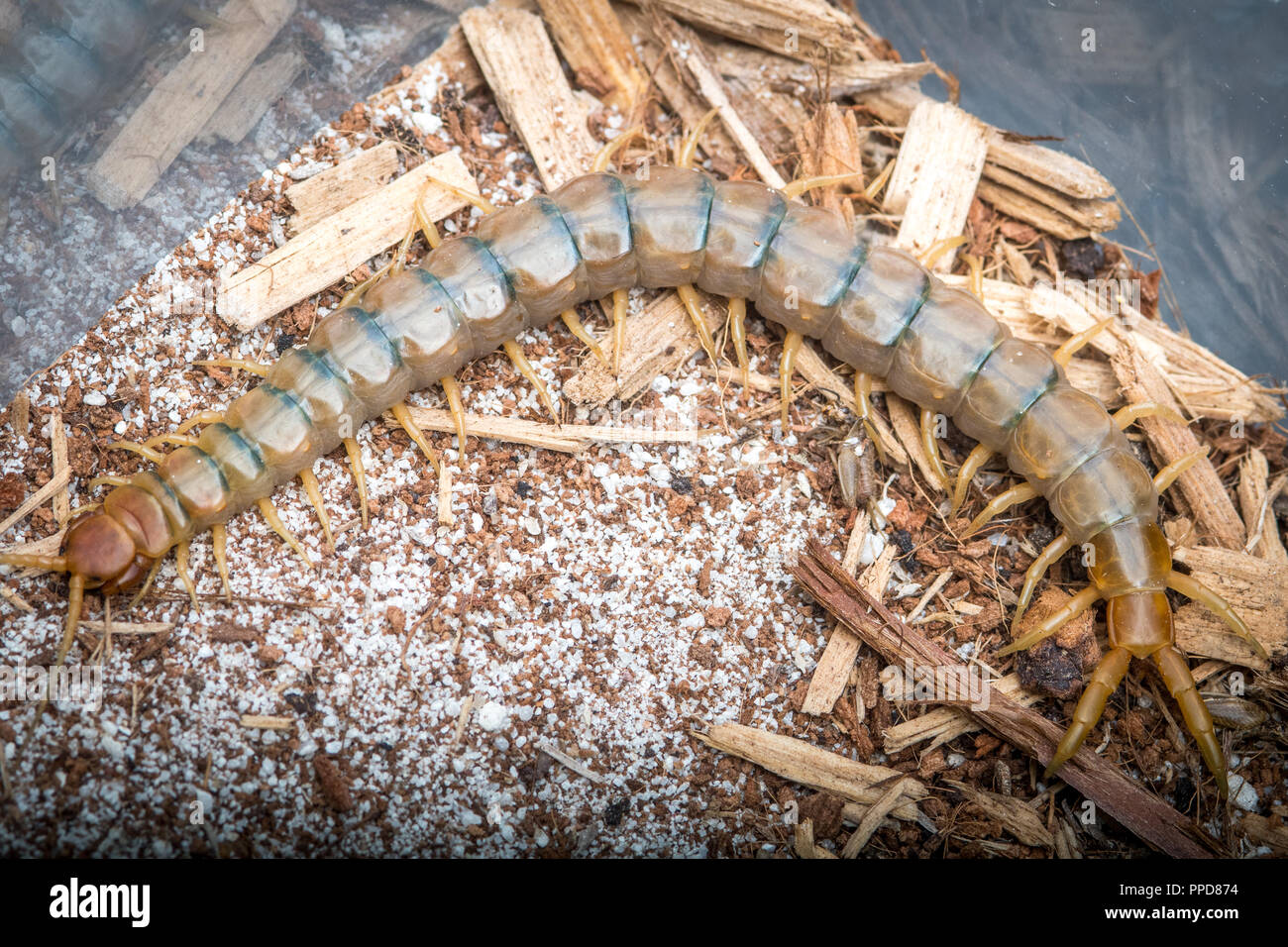 Centipede tropicale (Scolopendromorpha) Foto Stock