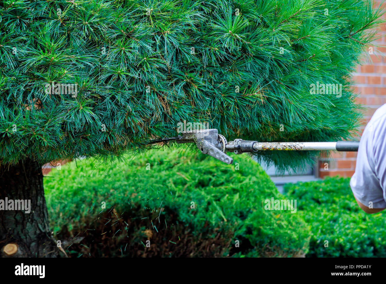 I lavoratori sono state usando il tosaerba per giardinaggio. messa a fuoco selettiva Rifiliatura siepi in cortile Foto Stock