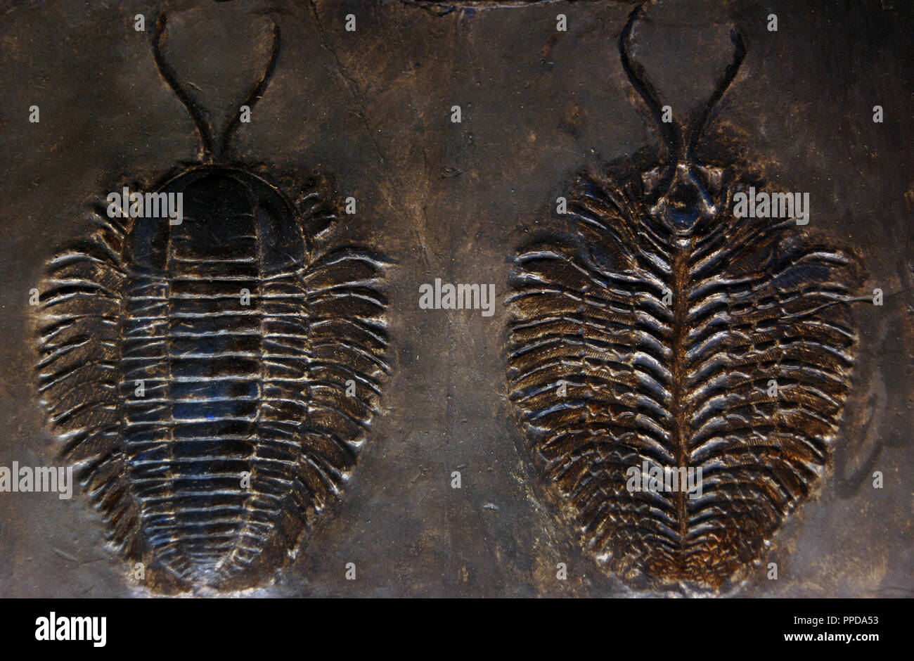 La ricostruzione di un trilobiti: TRIARTHRUS BECKI, della tomaia ORDOVICIAN PERIODO. Museo di geologia. Rapid City lo stato del Sud Dakota. Stati Uniti Foto Stock