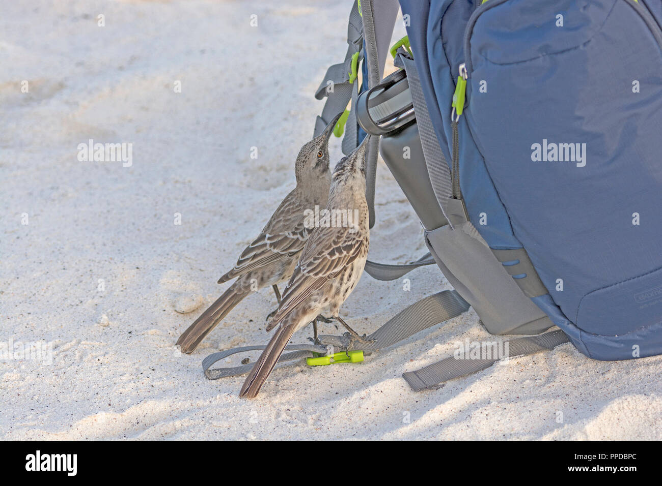 Le Galapagos Mockingbirds controllo fuori che cosa è interno sull'Isola Espanola nelle Galapagos Foto Stock