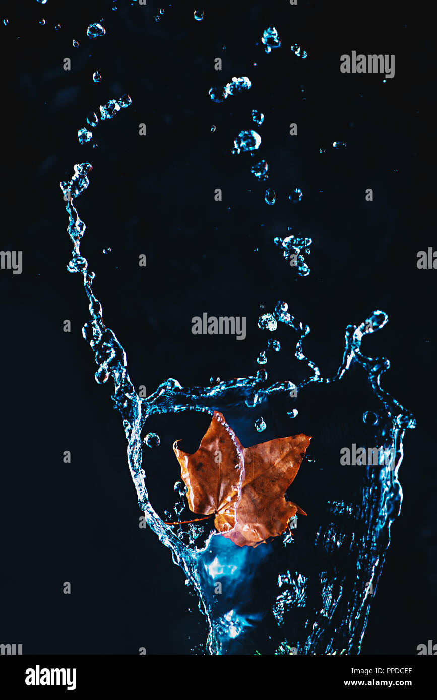 Maple Leaf in uno spruzzo di acqua su uno sfondo scuro. Ad alta velocità fotografia autunnale con spazio di copia Foto Stock