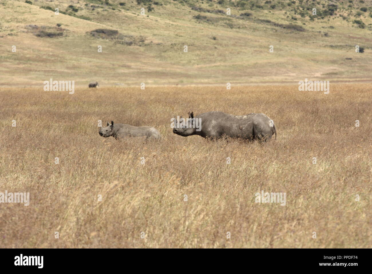 Il rinoceronte nero in Ngorogoro Parco Nazionale Foto Stock