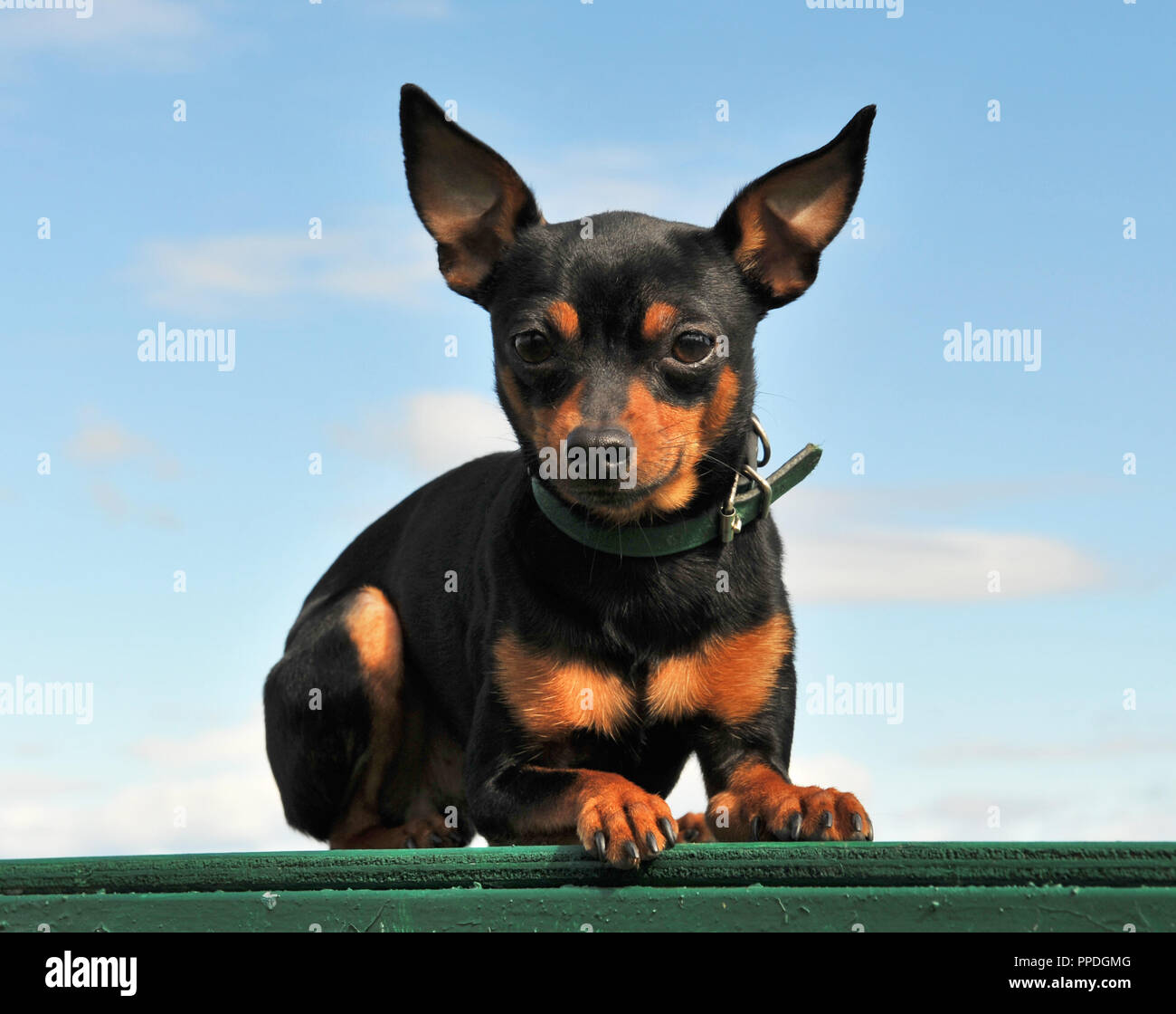 Miniature pinscher nero focato stabilite nella natura Foto Stock