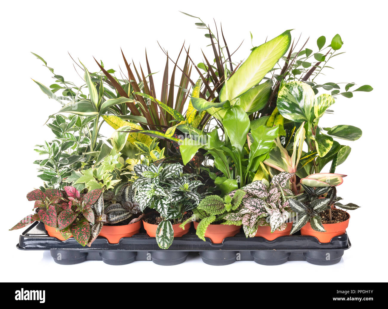 Piante in vaso di fronte a uno sfondo bianco Foto Stock