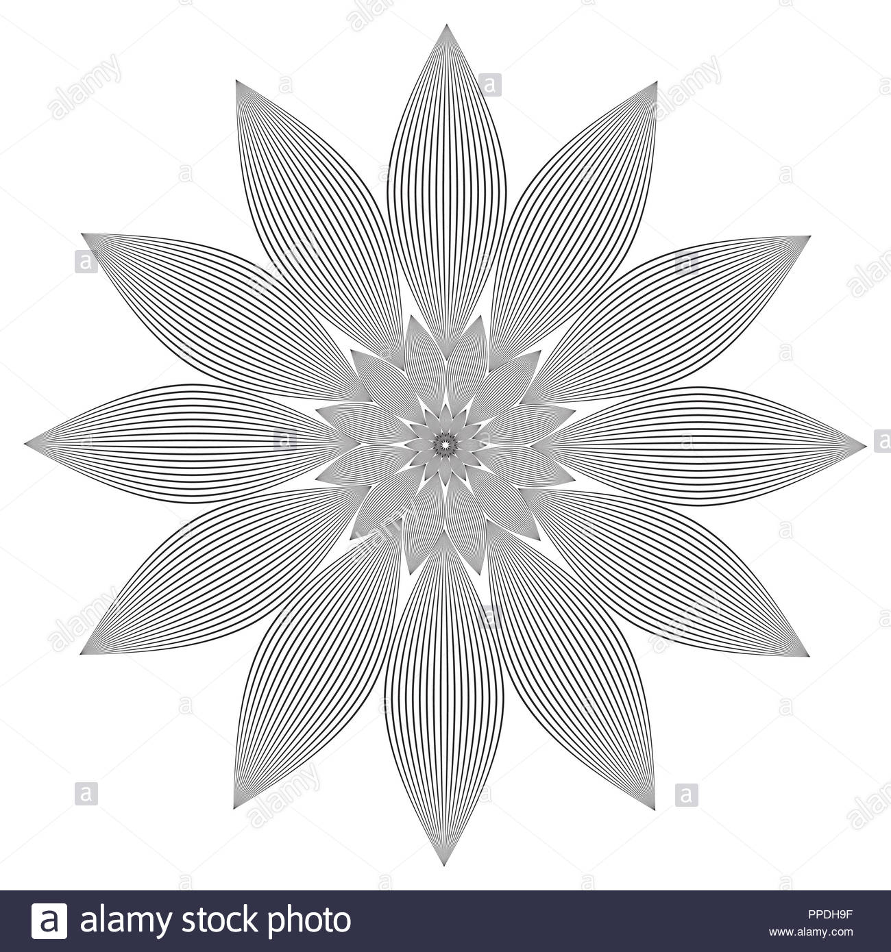 Grafica Stilizzata Fiore Lineare In Bianco E Nero Foto