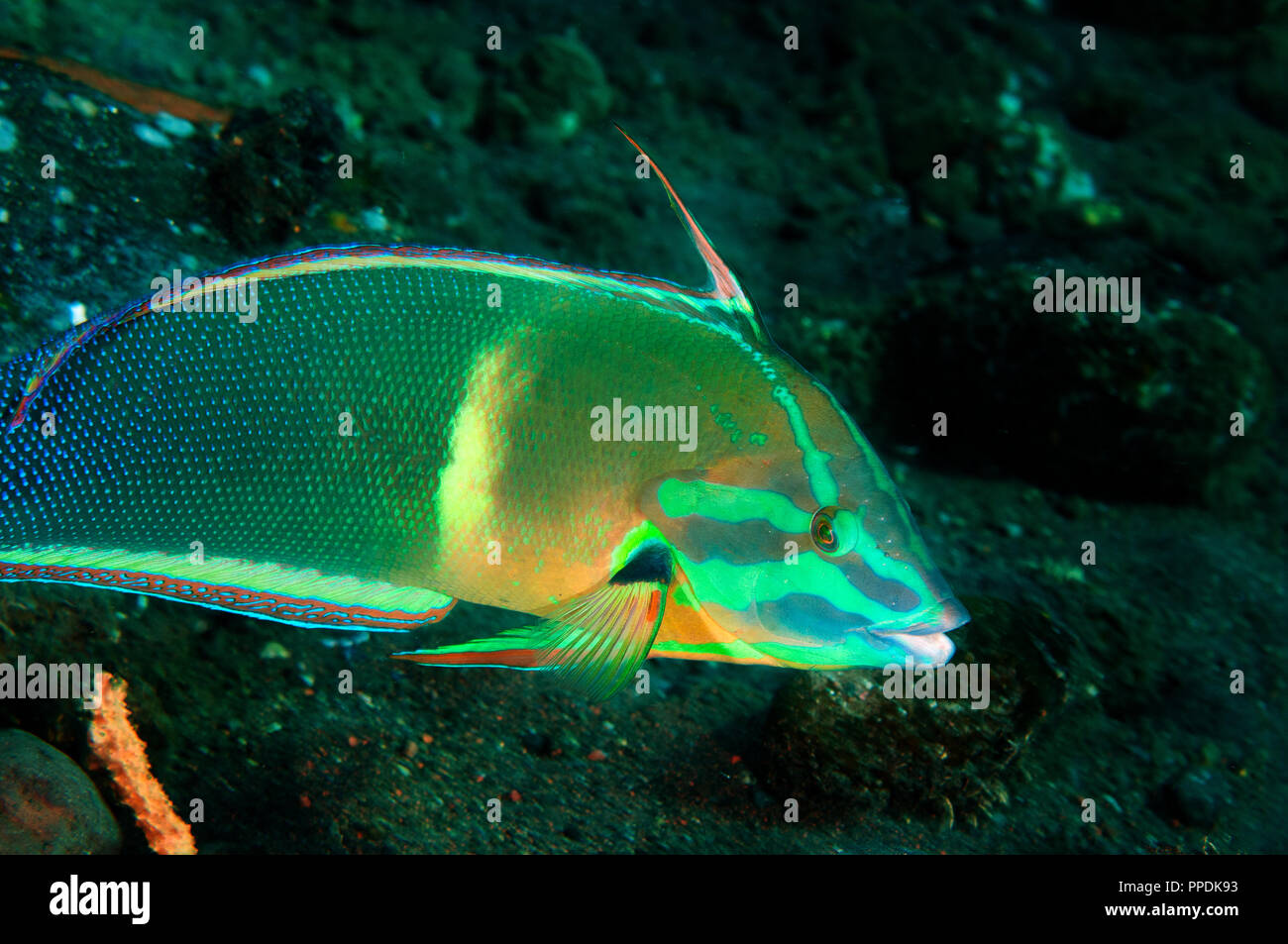 Limanda coris, Coris gaimard, Bali Indonesia. Foto Stock