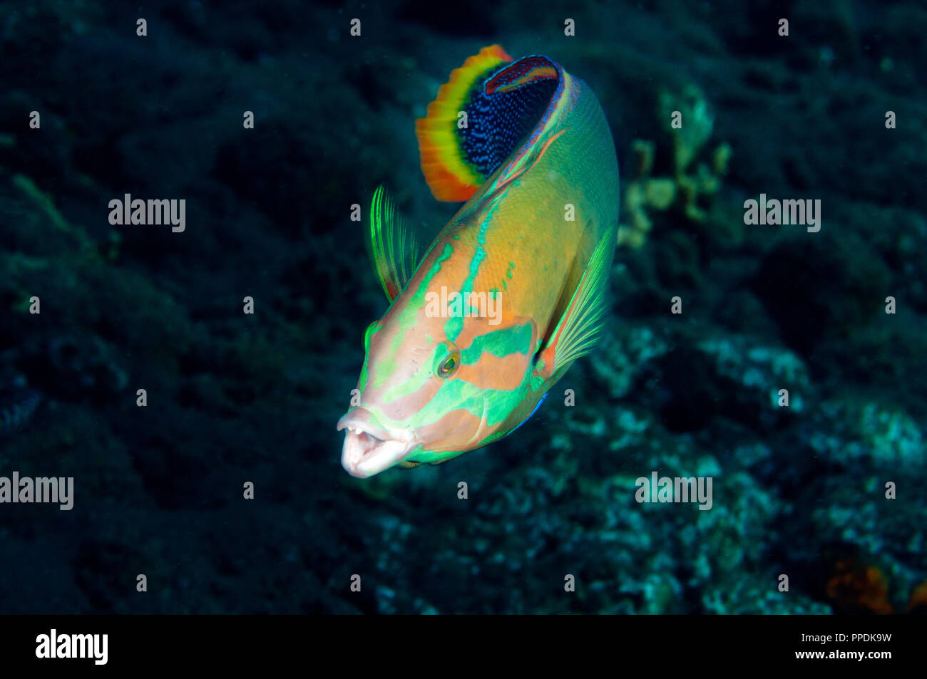 Limanda coris, Coris gaimard, Bali Indonesia. Foto Stock