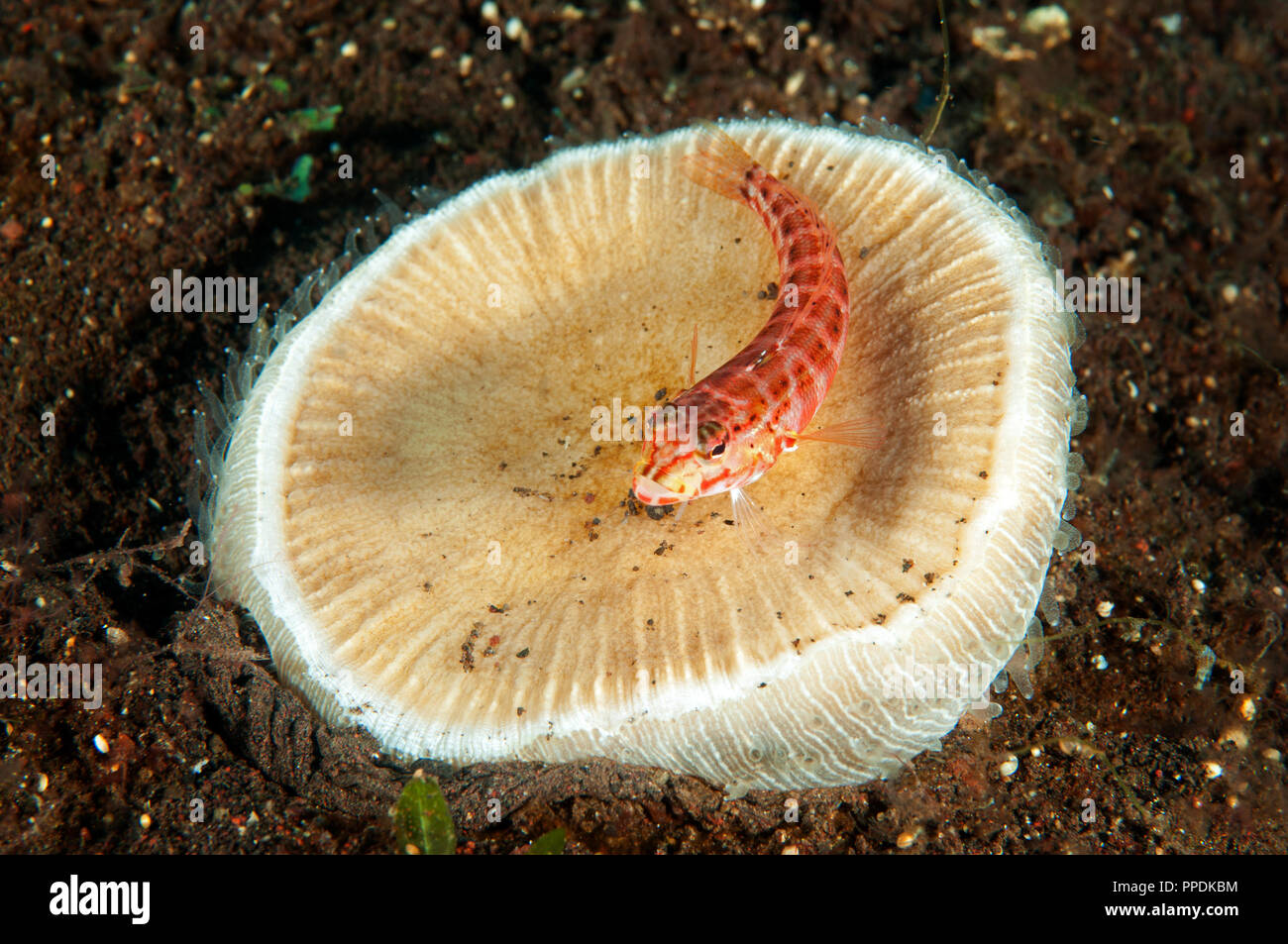 Red spotted sandperch, Parapercis schauinslandi, su un fungo di corallo, Bali Indonesia. Foto Stock