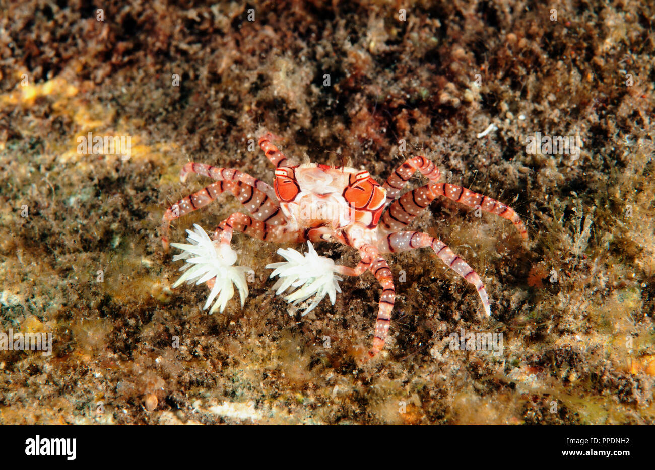 Boxer crab immagini e fotografie stock ad alta risoluzione - Alamy