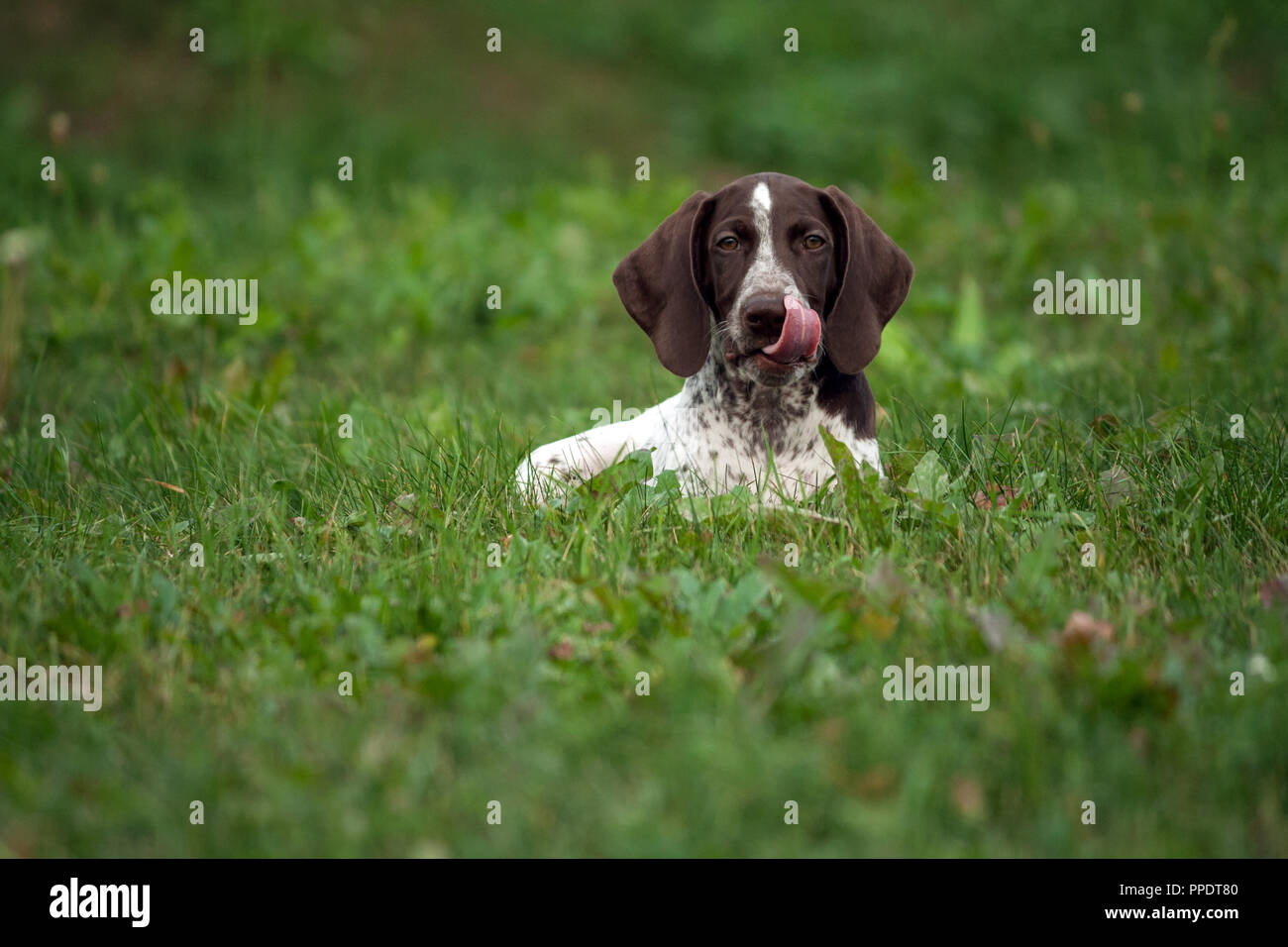 Il tedesco shorthaired puntatore, tedesco kurtshaar uno brown spotted cucciolo giace su erba verde sul campo, foto a distanza, una lunga lingua lambisce il suo muso, Foto Stock