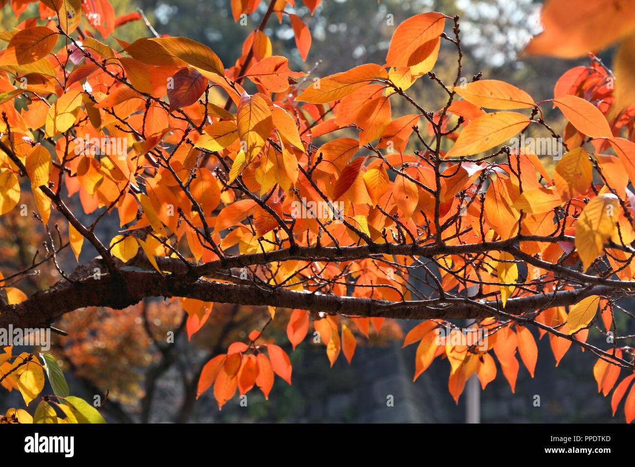 Foglie di autunno in Giappone - arancione fogliame ciliegio filiale di Osaka. Foto Stock