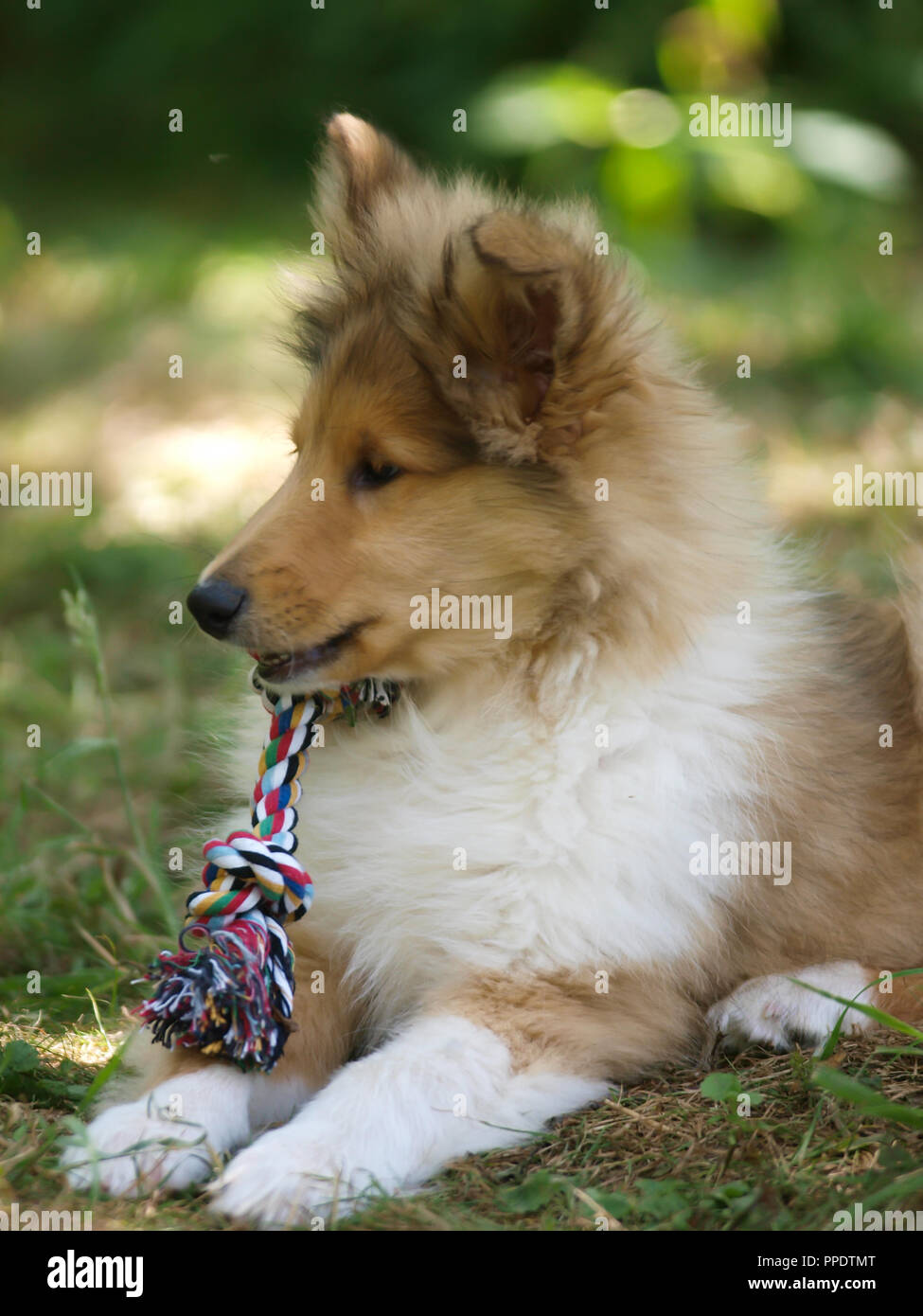 Un simpatico ruvida Collie cucciolo gioca con un giocattolo in giardino. Foto Stock