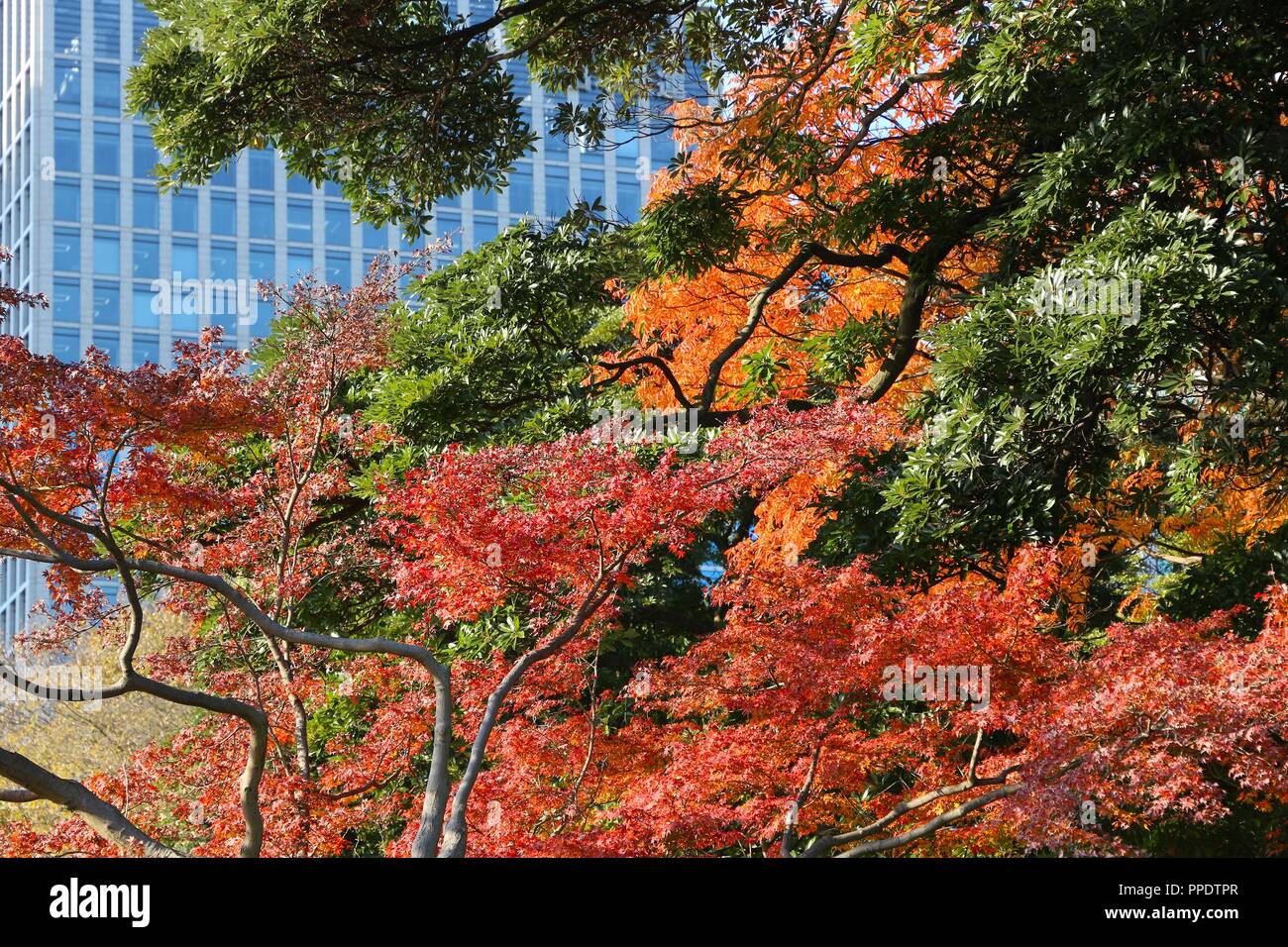Autunno a Tokyo - albero piano foglie d'arancio e un edificio per uffici. Foto Stock
