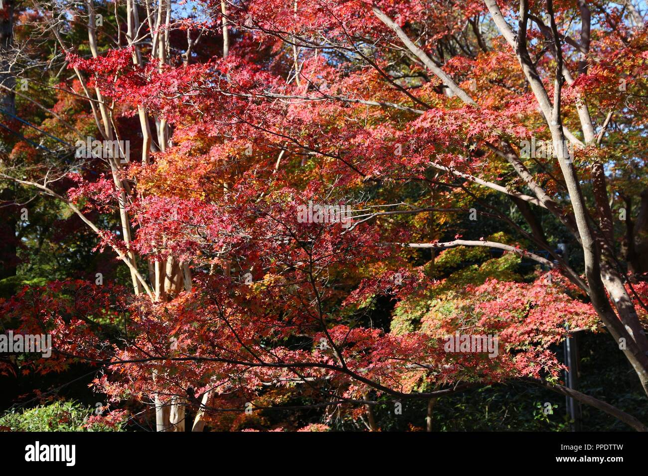 Il fogliame di autunno in Giappone - rosso e arancione momiji foglie (acero) in Kyoto. Foto Stock