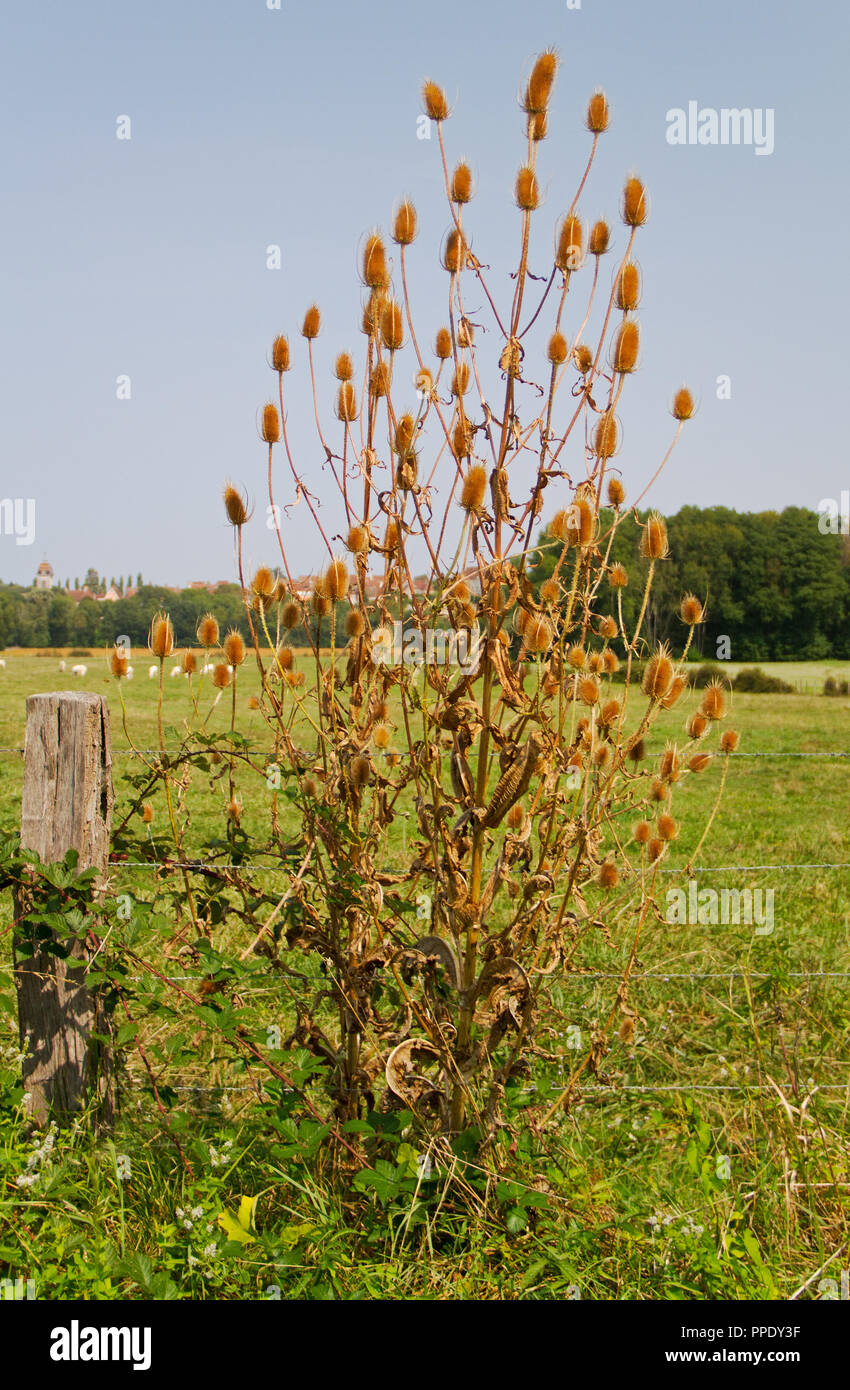 Teasel selvatica essiccata con le teste dei fiori in estate Foto Stock