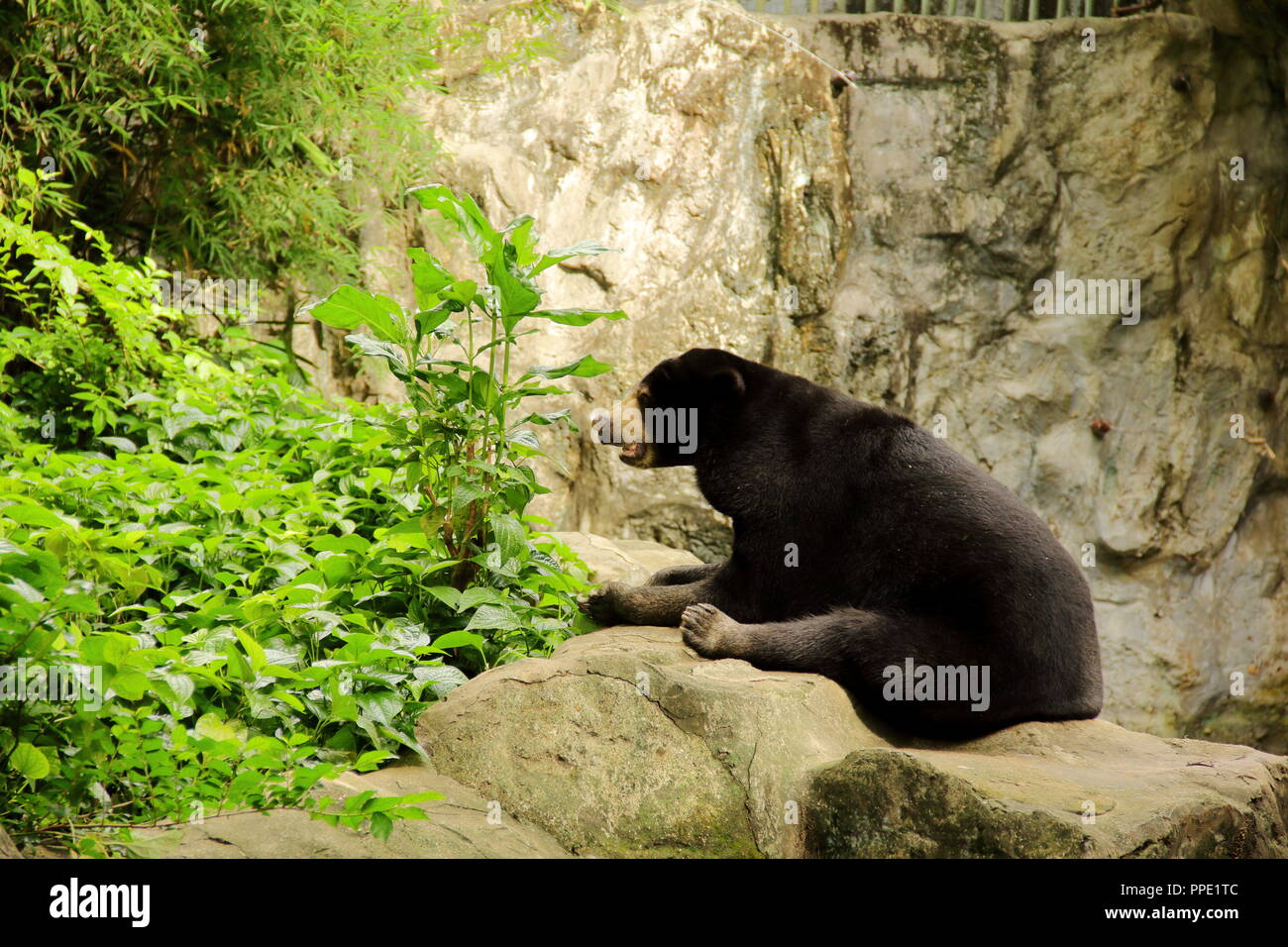 Un bel ritratto di: la malese sunbear o honey bear ( Helarctos malayanus ) con uno sfondo naturale Foto Stock