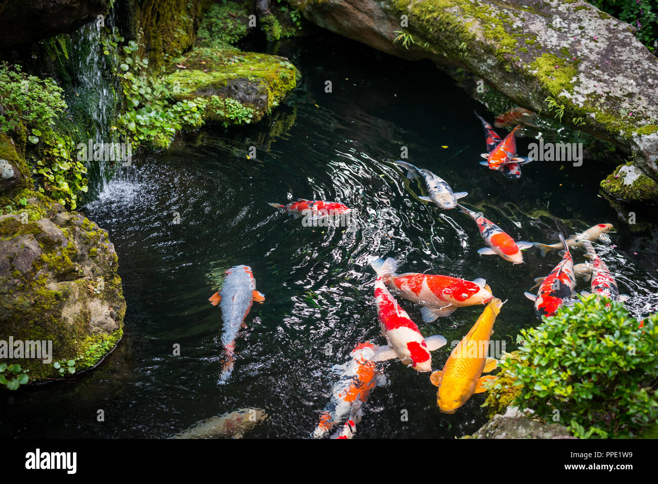 KOI Carps in Giappone Foto Stock