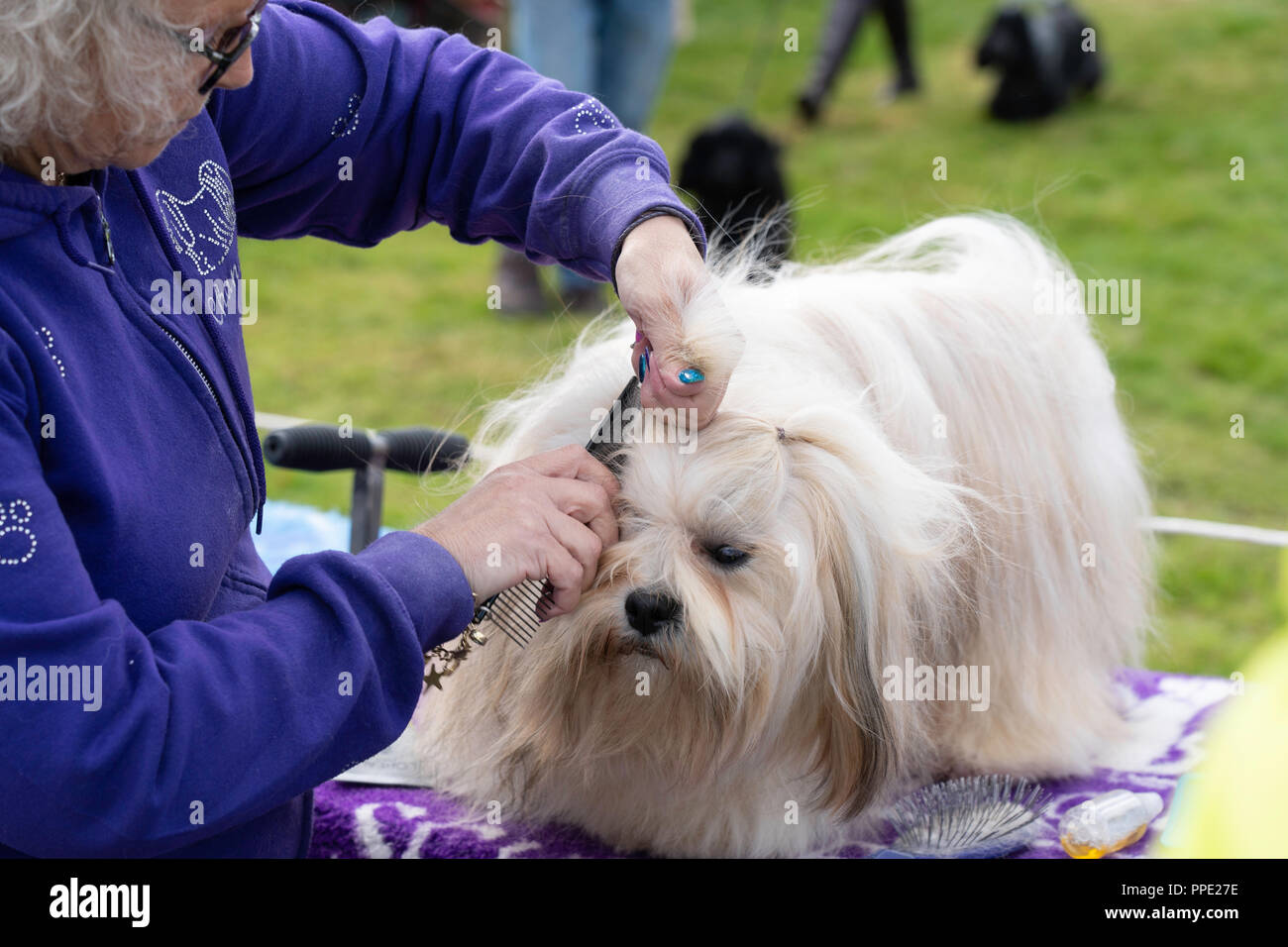 White Pekingese Dog che viene curato prima di una gara di cani al Nidderdale Show, Pateley Bridge, North Yorkshire, Inghilterra, Regno Unito. Foto Stock