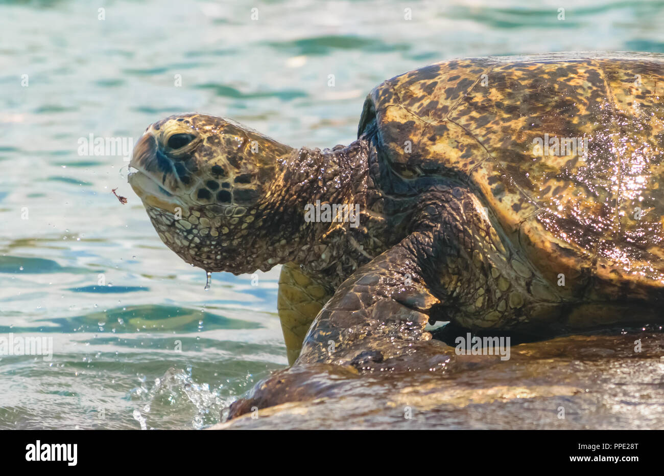 Una grande tartaruga verde si prende una pausa da foraggio alghe in fondali rocciosi di Napili Bay nei pressi di Kapalua sull'isola di Maui. Foto Stock