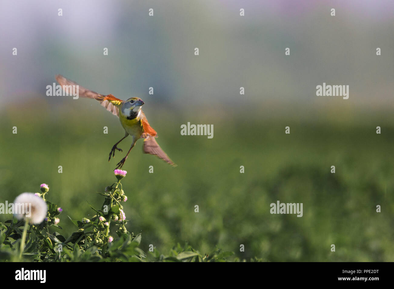 Un maschio dickcissel molle in volo da un millefiori nel mezzo di un alf-alfa nel campo centrale della Contea di Jackson negli Stati Uniti Foto Stock