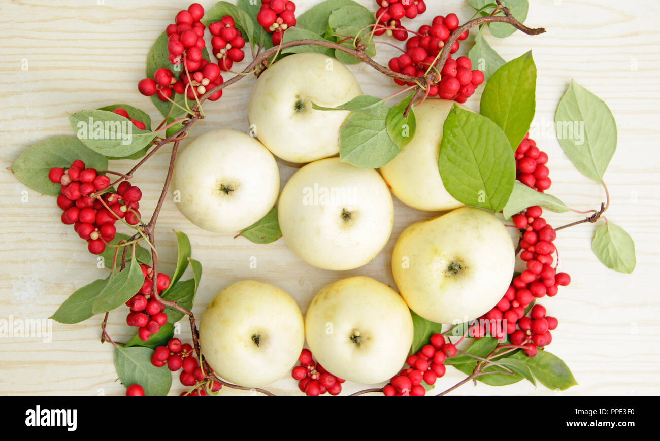 Schisandra rosso e bianco di mele. Ancora vita con i cluster di ripe schizandra e mele bianche. Il raccolto con red schisandra chinensis piante con maturi Foto Stock