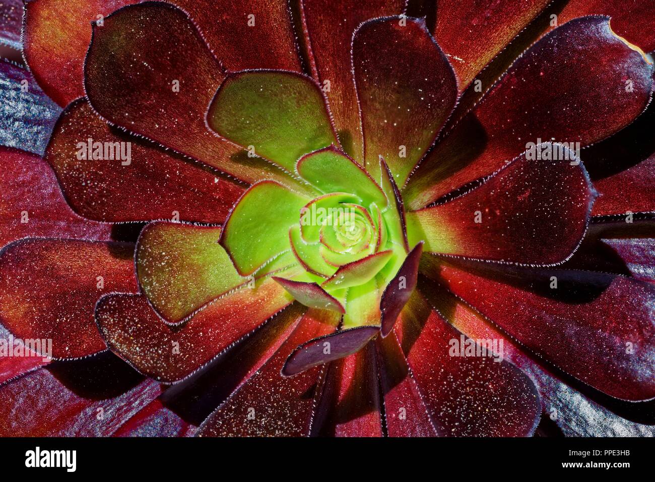 Il rosso e il verde di piante succulente Foto Stock