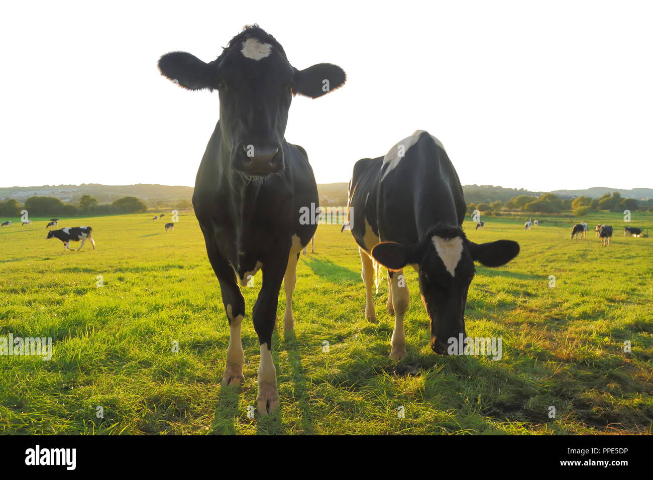 Mandria di mucche pascolano sui terreni agricoli in East Devon Foto Stock