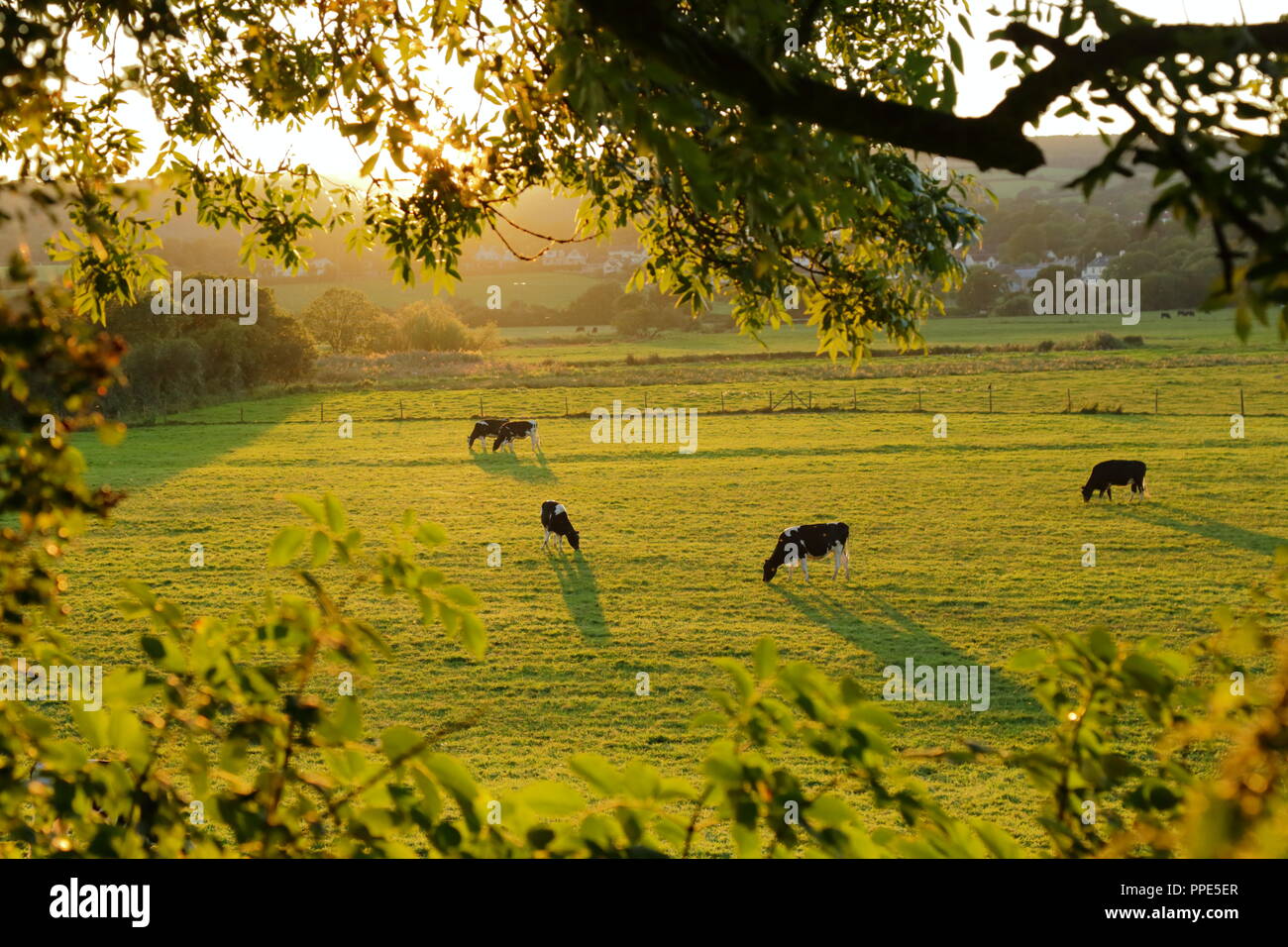 Mandria di mucche pascolano sui terreni agricoli in East Devon Foto Stock