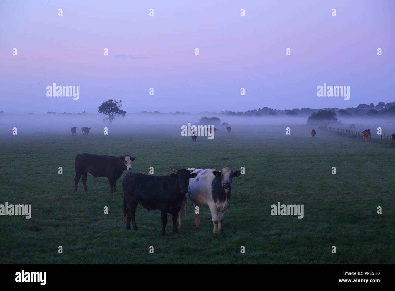 Mandria di mucche sul terreno coltivato nella valle di Ax in East Devon nella foschia mattutina Foto Stock