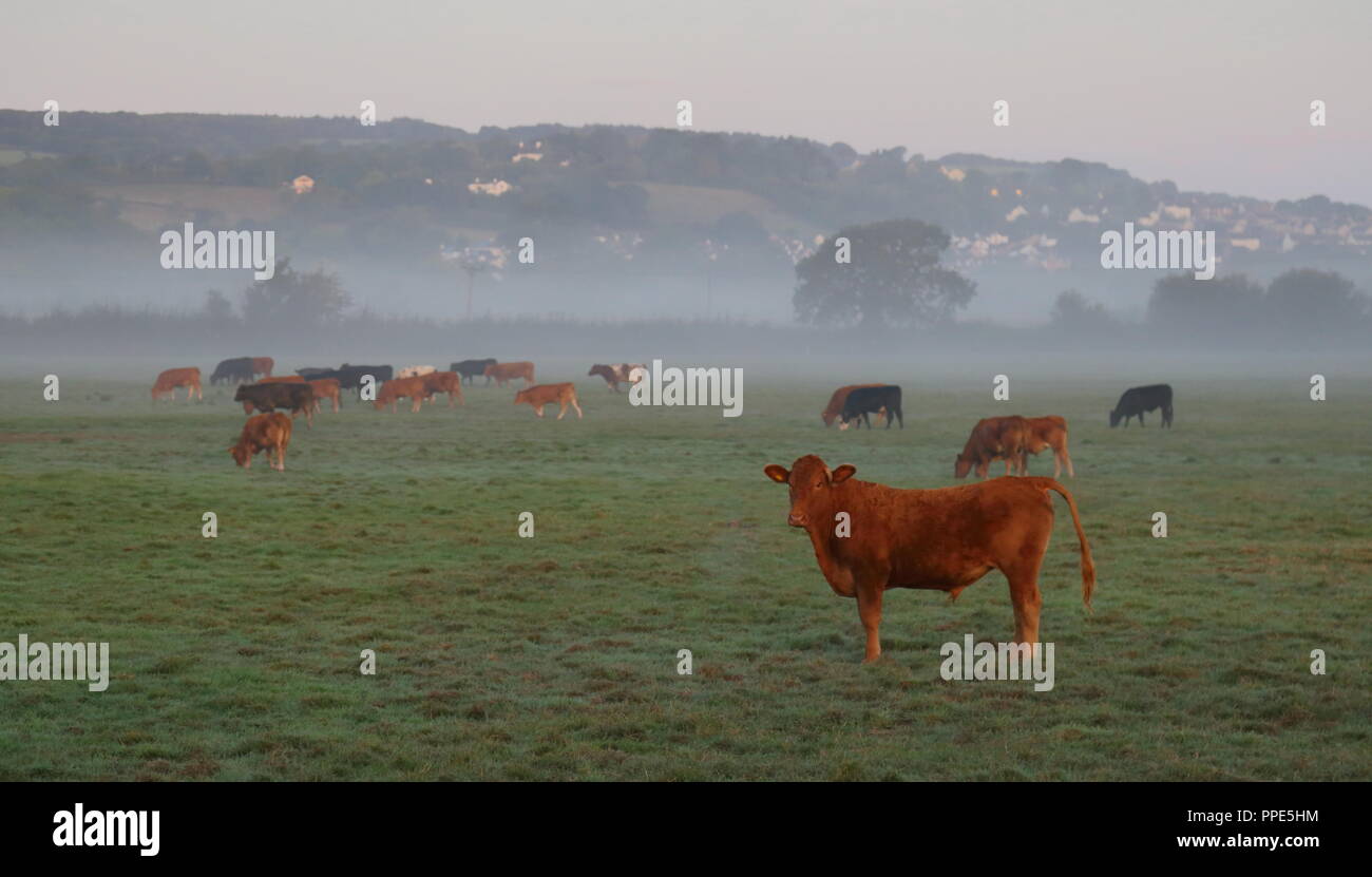 Mandria di mucche sul terreno coltivato nella valle di Ax in East Devon nella foschia mattutina Foto Stock