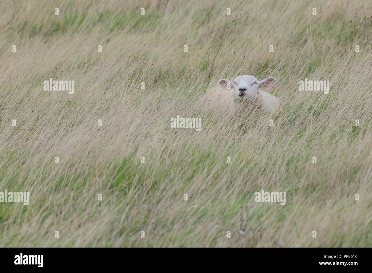 Pecore dormire in erba alta sul terreno coltivato in East Devon Foto Stock
