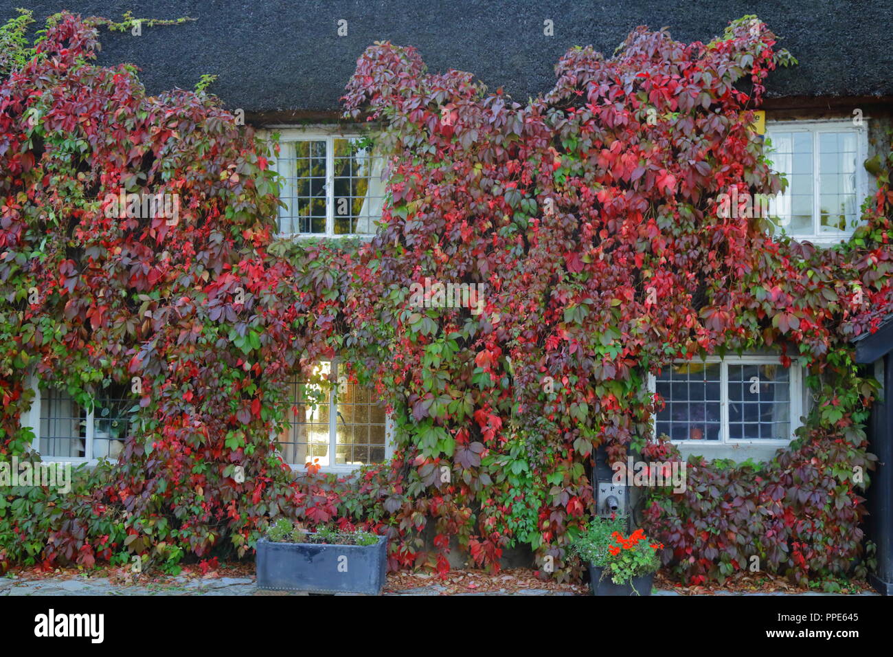 Raggio di luce del sole di mattina brilla attraverso la finestra. Casa coperto di rosso Boston ivy in autunno Foto Stock