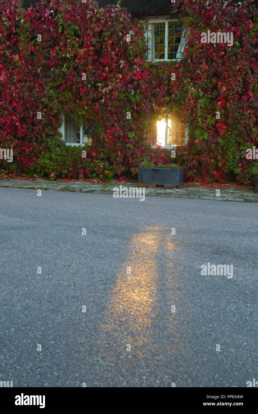 Raggio di luce del sole di mattina brilla attraverso la finestra. Casa coperto di rosso Boston ivy in autunno Foto Stock