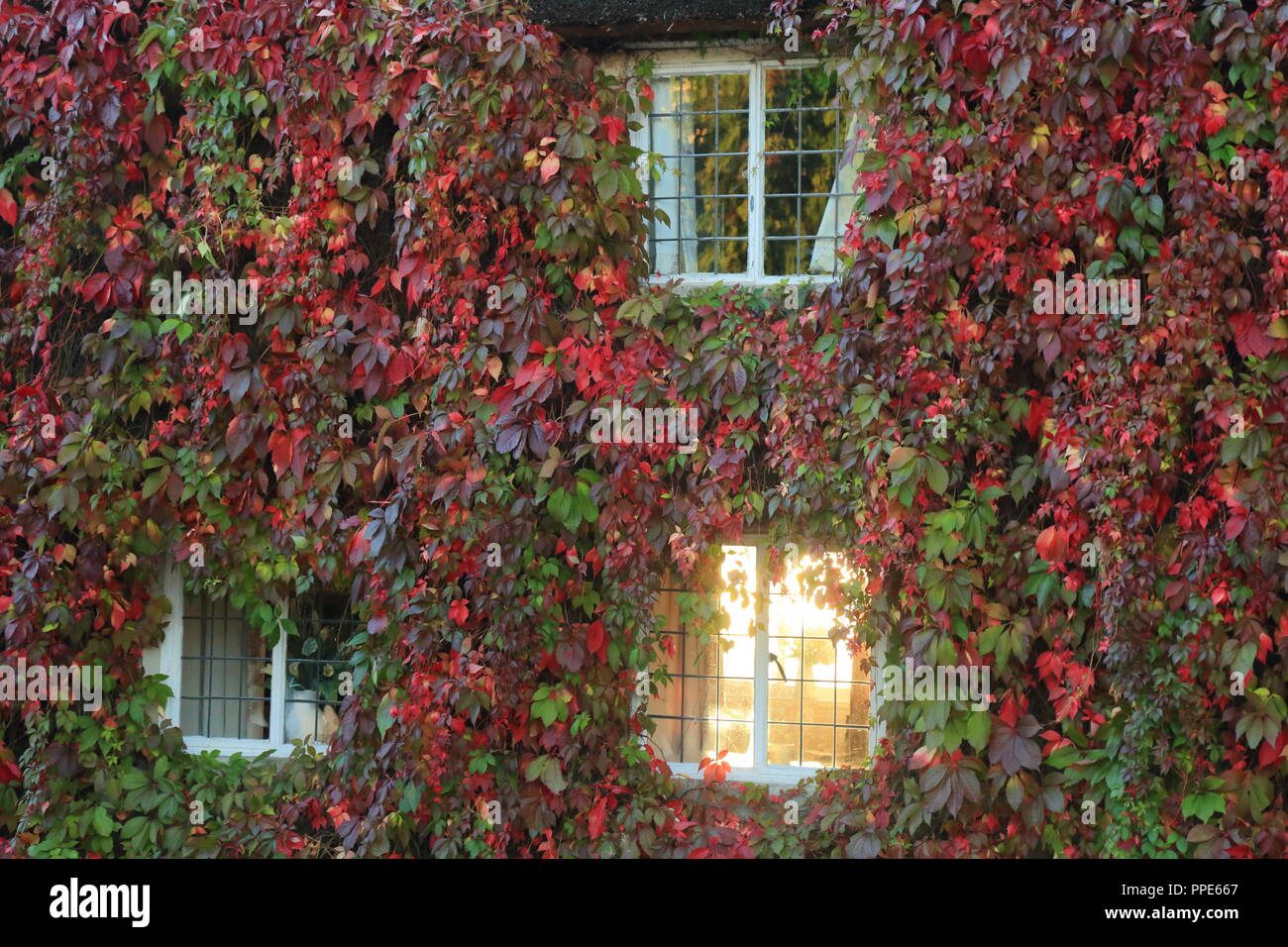 Raggio di luce del sole di mattina brilla attraverso la finestra. Casa coperto di rosso Boston ivy in autunno Foto Stock