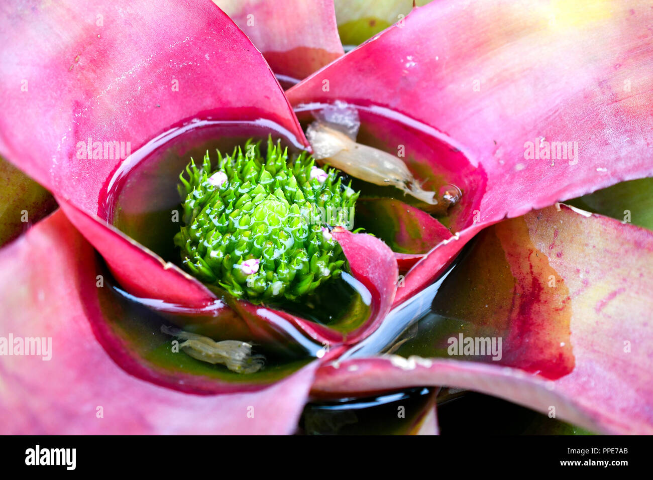Rosa bromeliad impianto con serbatoio acqua Foto Stock Rosa bromeliad impianto con serbatoio acqua Foto Stock