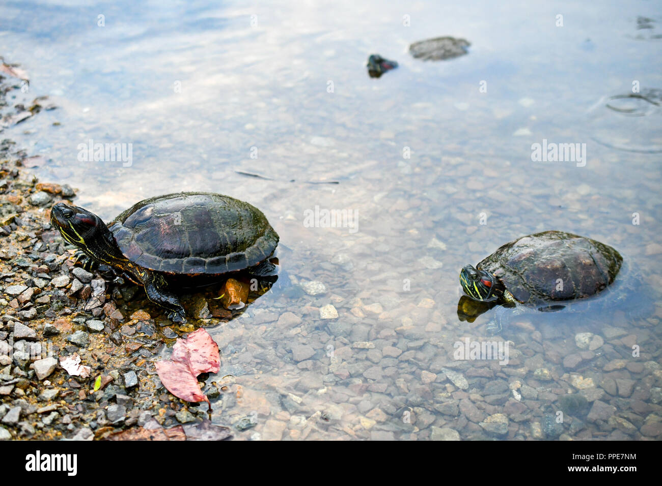 La tartaruga Tortoise e terrapin Foto Stock