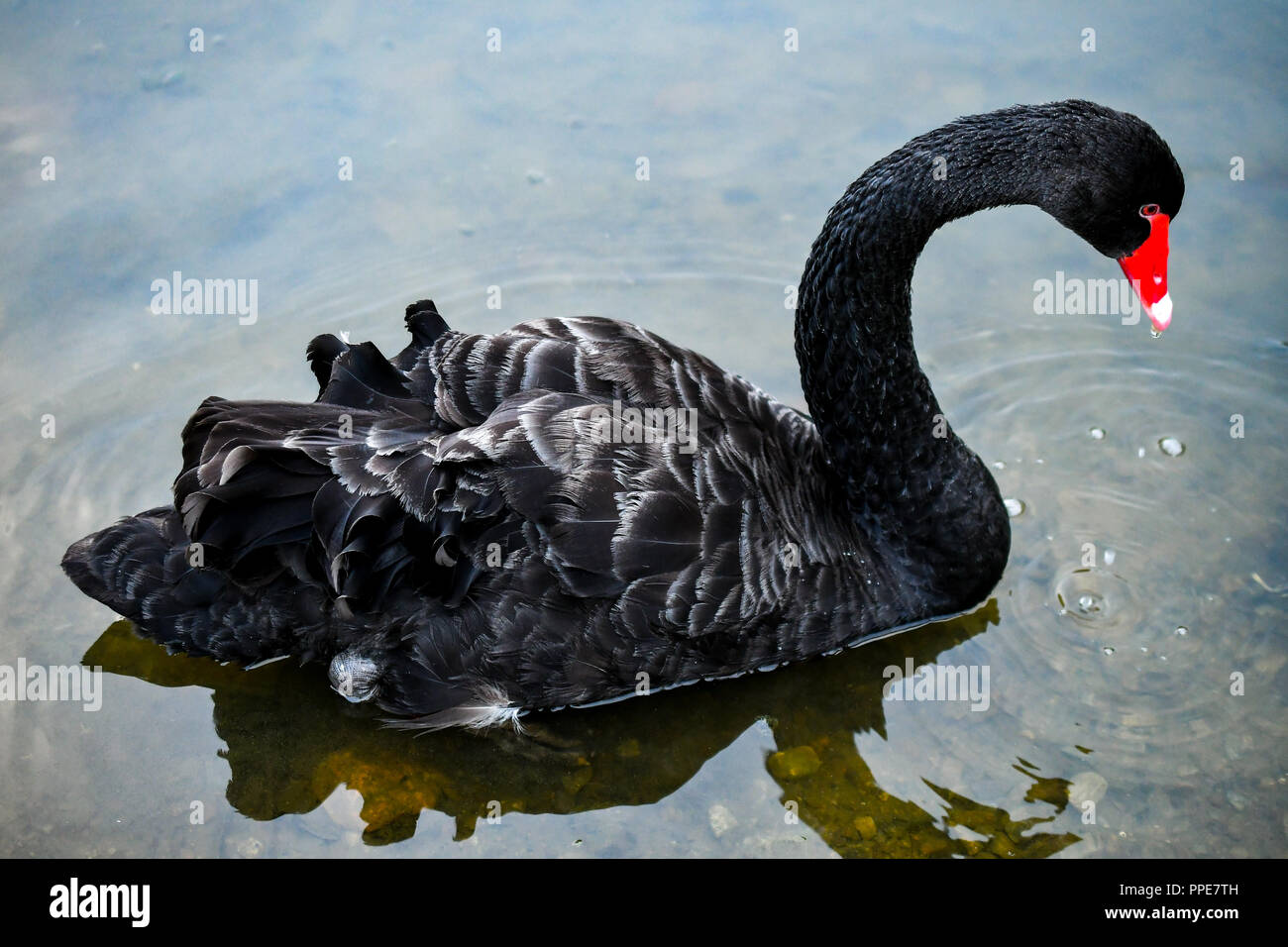 Nero cigno selvatico Foto Stock