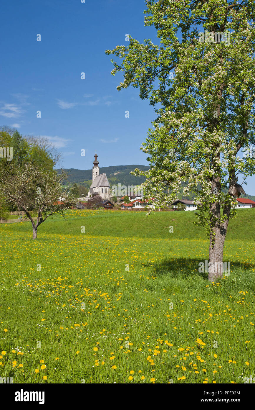 Il villaggio di rabbia in fioritura la molla con la fioritura di pear tree in primo piano. Il 'most bel villaggio del mio regno", come era chiamato da re Ludwig, con il Hochstaufen e Zwiesel in background, Berchtesgadener Land, Rupertiwinkel, Alta Baviera. Foto Stock