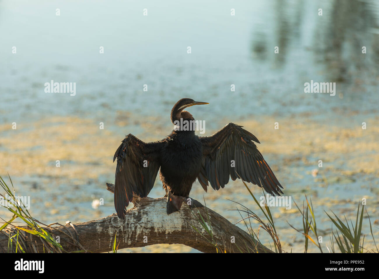 Australian darter, anhinga novaehollandiae, giallo Zone Umide d'acqua, il Parco Nazionale Kakadu, NT, Australia Foto Stock