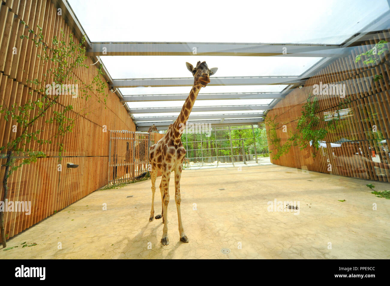 La giraffa madre Kabonga Kabonga e il suo giovane figlio Naledi si sono spostati nella loro nuova e pieni di luce casa giraffa nella nuova 10.000 metri quadrati nella savana dello Zoo di Hellabrunn. Foto Stock