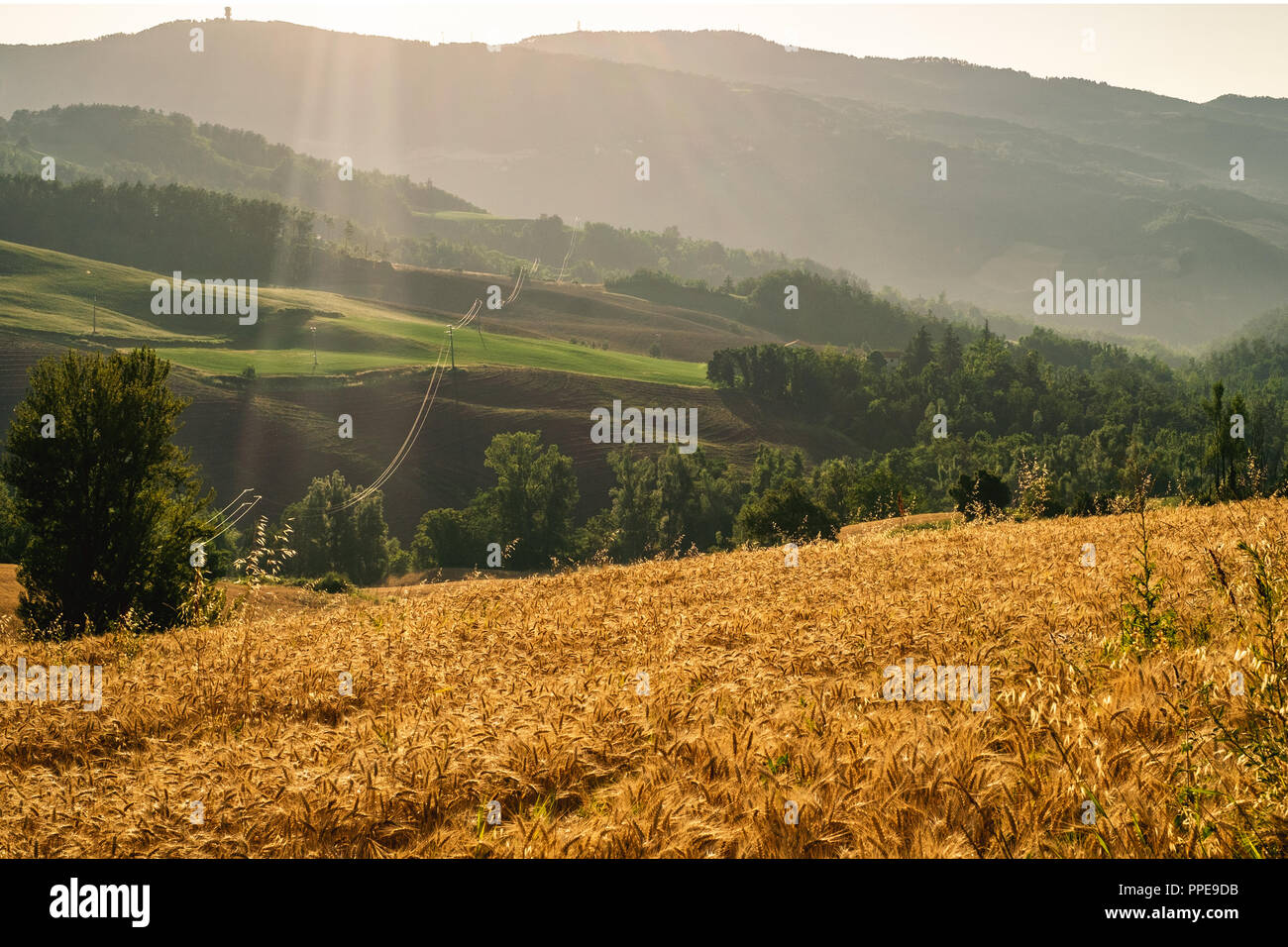 Terreni coltivati in Appennino settentrionale, provincia di Bologna, Emilia Romagna, Italia. Foto Stock