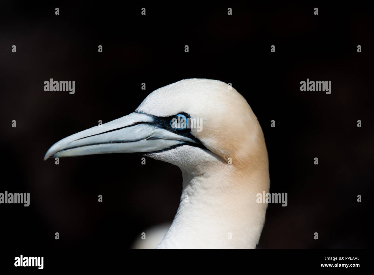 Testa di Gannet per adulti girata su Bass Rock, Scozia Foto Stock