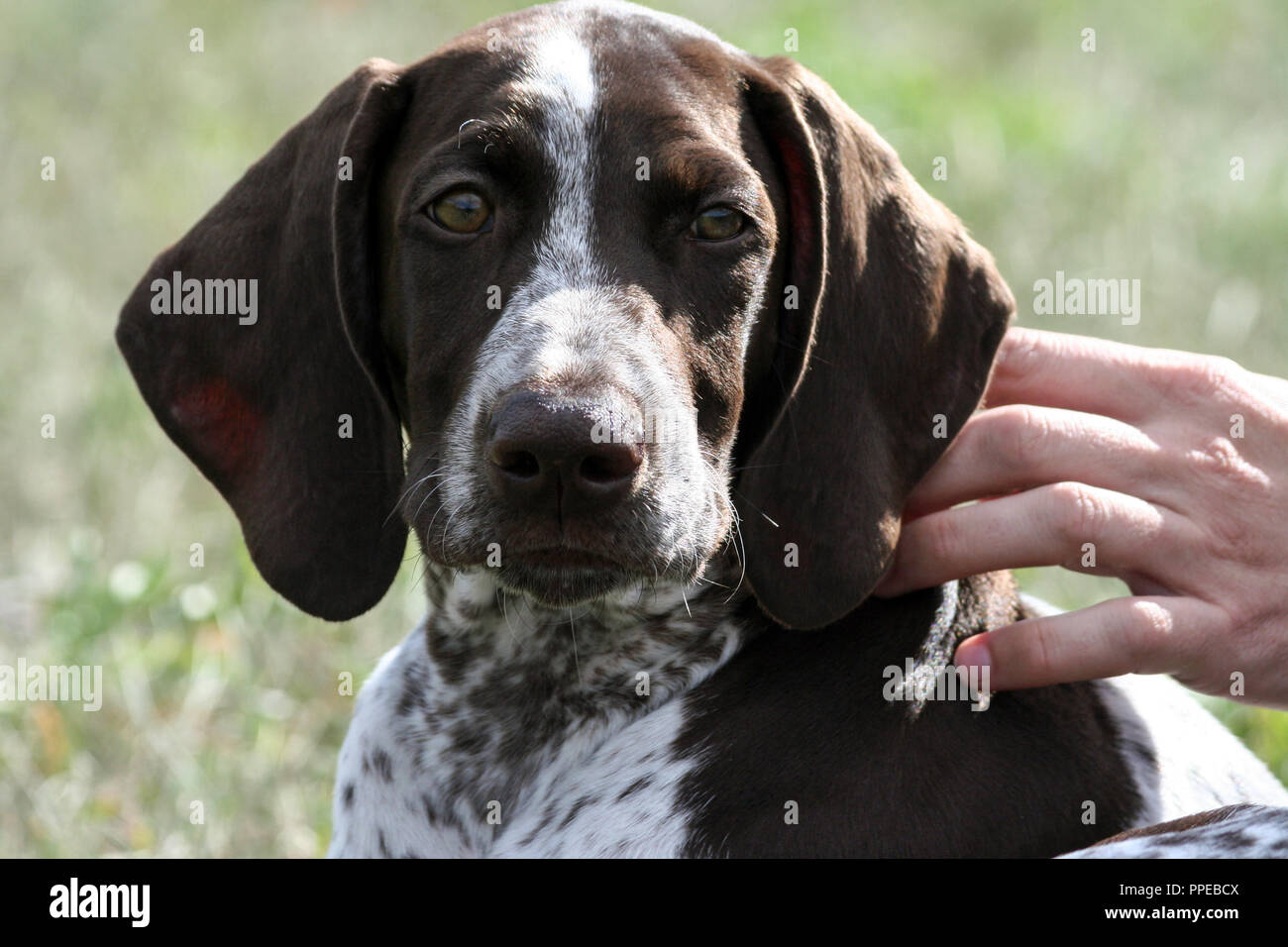 Il tedesco shorthaired puntatore, kurtshaar uno brown spotted cucciolo, un ritratto di un animale in testa, la mano di una persona di accarezzare un cane, sfondo un autunno Foto Stock